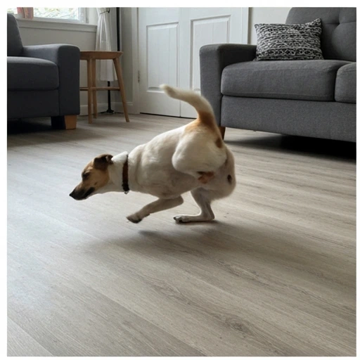 Dog during herding training